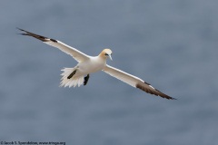 Northern Gannet