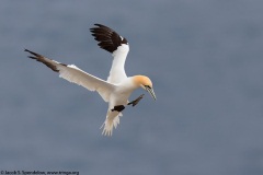 Northern Gannet