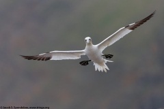 Northern Gannet