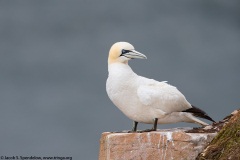 Northern Gannet