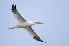 Northern Gannet