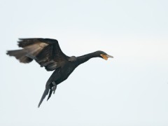 Neotropic Cormorant