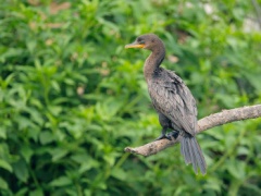 Neotropic Cormorant