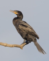 Neotropic Cormorant