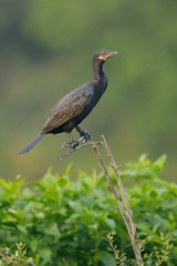 Neotropic Cormorant