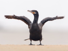 Neotropic Cormorant