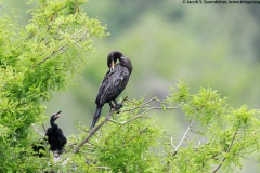 Neotropic Cormorant