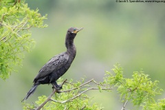 Neotropic Cormorant