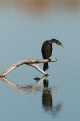 Neotropic Cormorant