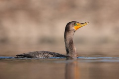 Double-crested Cormorant