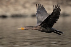 Double-crested Cormorant