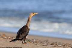 Double-crested Cormorant