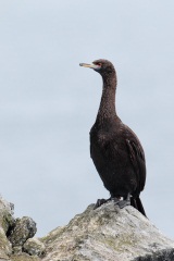 Red-faced Cormorant