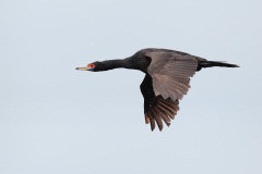 Red-faced Cormorant