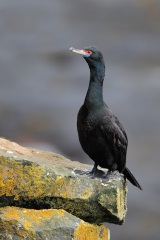 Red-faced Cormorant