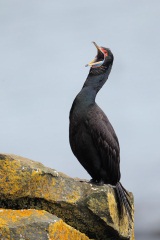 Red-faced Cormorant