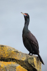 Red-faced Cormorant