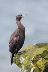 Red-faced Cormorant