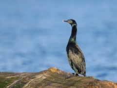 Pelagic Cormorant