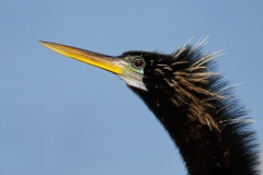 Anhinga