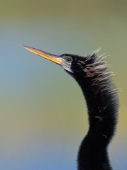 Anhinga