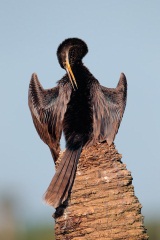 Anhinga