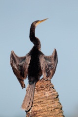 Anhinga