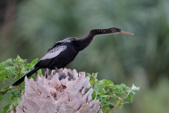 Anhinga