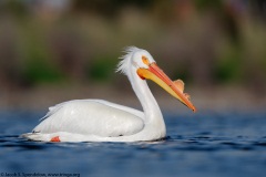 American White Pelican