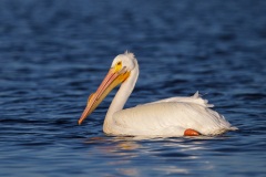 American White Pelican