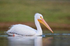 American White Pelican