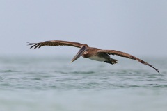 Brown Pelican