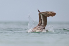 Brown Pelican