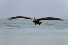 Brown Pelican