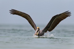 Brown Pelican