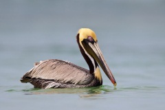 Brown Pelican