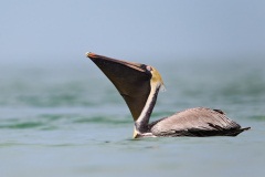 Brown Pelican