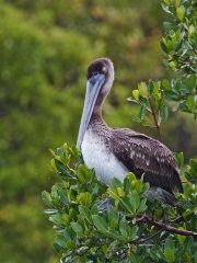 Brown Pelican