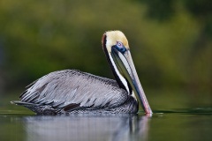 Brown Pelican