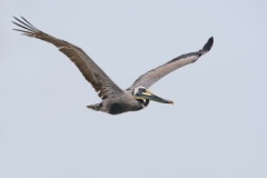 Brown Pelican