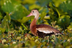 Black-bellied Whistling-Duck