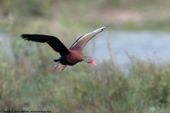 Black-bellied Whistling-Duck