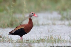 Black-bellied Whistling-Duck