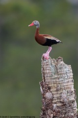 Black-bellied Whistling-Duck