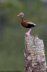 Black-bellied Whistling-Duck