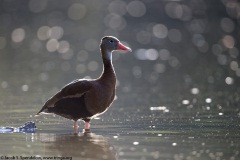 Black-bellied Whistling-Duck