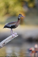 Black-bellied Whistling-Duck