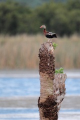 Black-bellied Whistling-Duck