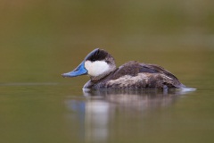 Ruddy Duck