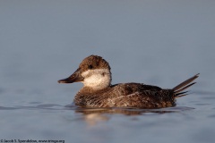 Ruddy Duck